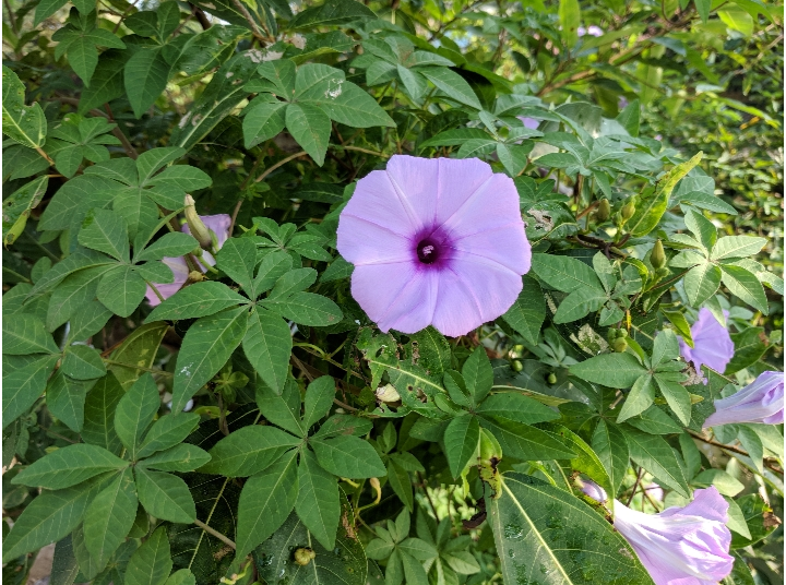 PICTURE OF MORNING GLORY